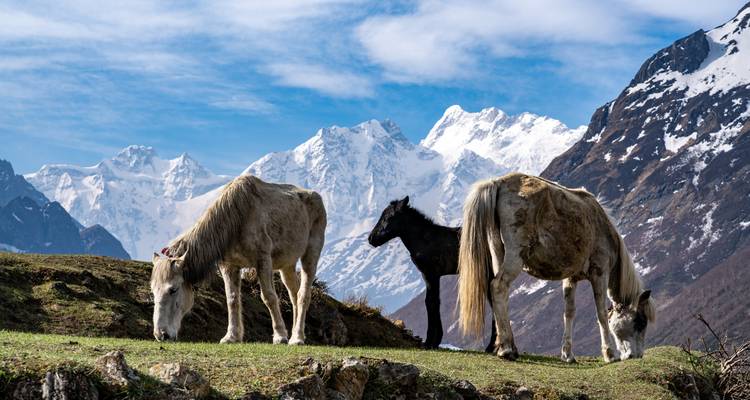 Circuit du Manaslu - 16 jours - Eco Holidays Nepal 9