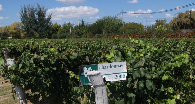 Mendoza, montagnes et vignobles - 4 jours - Hi Travel Argentina 2