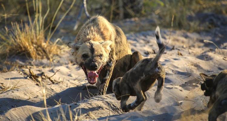 Safari privado de 3 días con acampada visitando los parques nacionales del Serengeti y el Ngorongoro - African Polecat Safaris 9