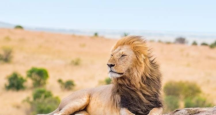 Safari privado de 3 días con acampada visitando los parques nacionales del Serengeti y el Ngorongoro - African Polecat Safaris 10