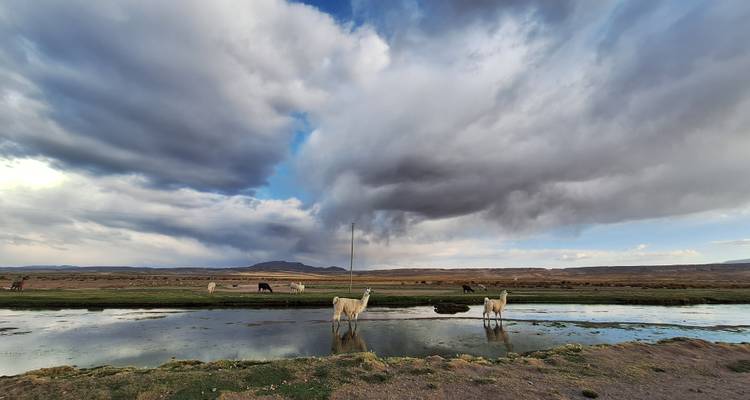 12 Days Package: La Paz to Atacama, Chile: Discover La Paz, Lake Titicaca, Tihuanacu, Sucre, Potosi, Salar de Uyuni, Atacama. - Joker Expedition 2