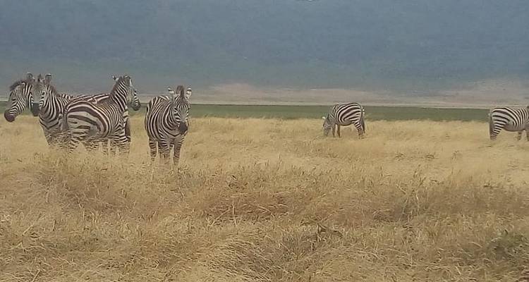 Lake Manyara &  Ngorongoro Safari - Kilimanjaro Safari Experience 8