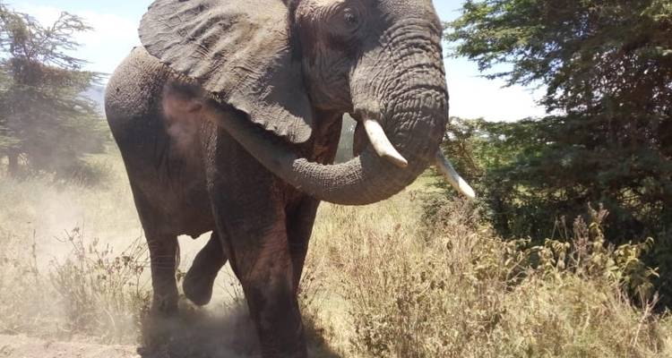 Lake Manyara &  Ngorongoro Safari - Kilimanjaro Safari Experience 9