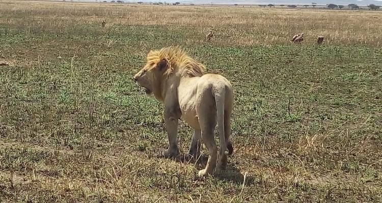 Lake Manyara &  Ngorongoro Safari - Kilimanjaro Safari Experience 4