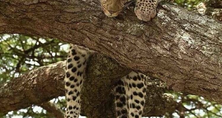 Lake Manyara &  Ngorongoro Safari - Kilimanjaro Safari Experience 10