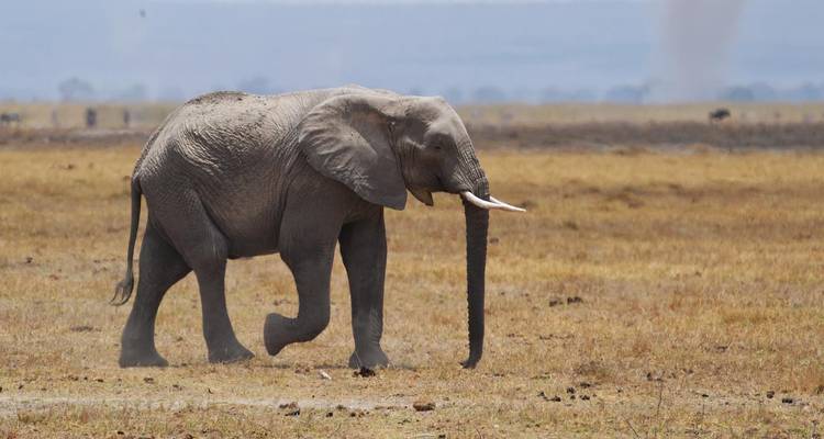 Safari al Lago Manyara, Ngorongoro y Tarangire - Kilimanjaro Safari Experience 7