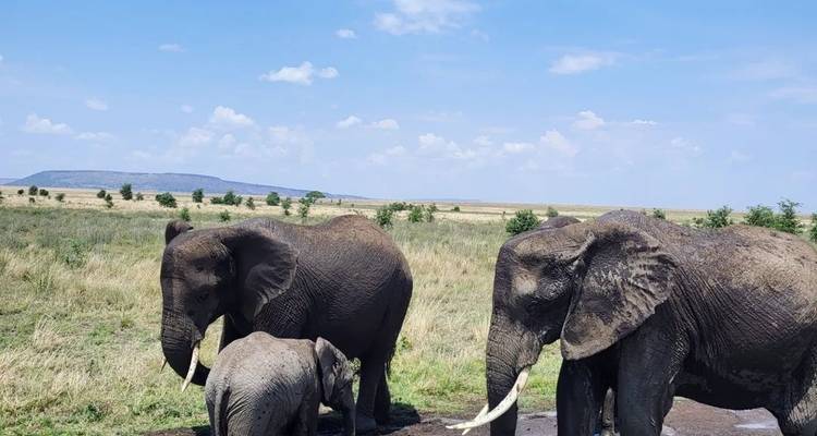 Safari Manyara- Serengeti- Ngorongoro - Kilimanjaro Safari Experience 1