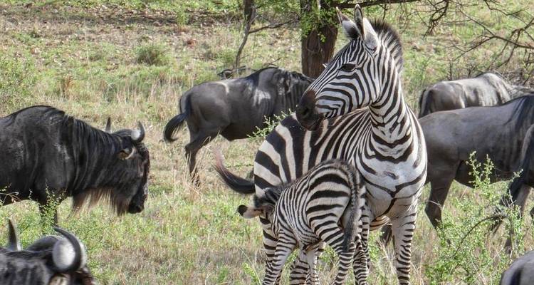 Safari Manyara- Serengeti- Ngorongoro - Kilimanjaro Safari Experience 3