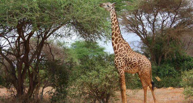 Safari de 4 días por Tanzania - SAFARI360 1