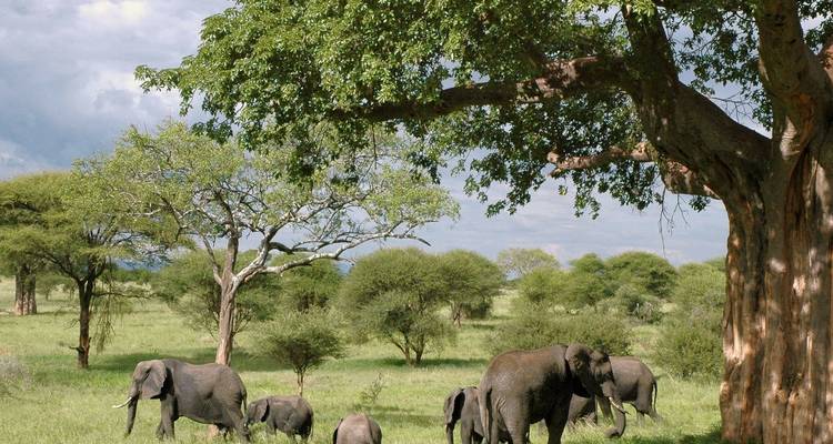 Safari de 4 días por Tanzania - SAFARI360 4