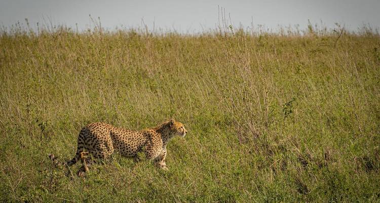 Manyara, Serengeti, Ngorongo, Tarangire - Kilimanjaro Safari Experience 2