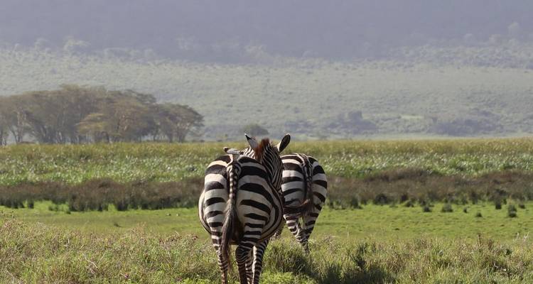 Manyara, Serengeti, Ngorongo, Tarangire - Kilimanjaro Safari Experience 3