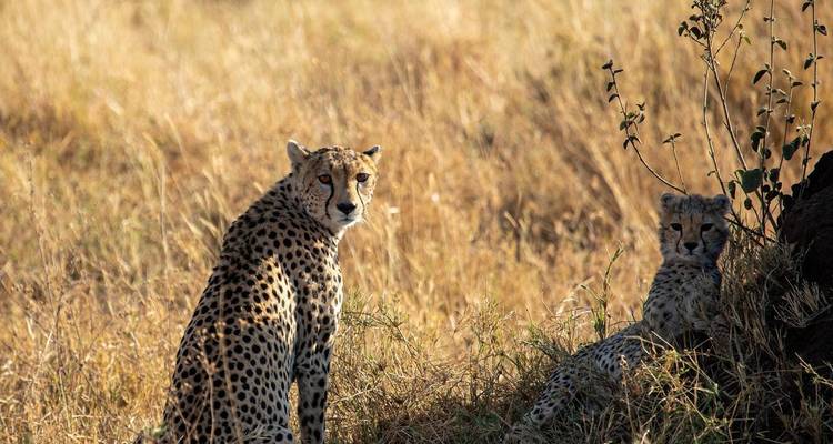 Manyara, Serengeti, Ngorongo, Tarangire - Kilimanjaro Safari Experience 4