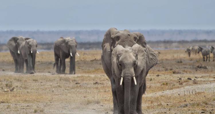 Manyara, Serengeti, Ngorongo, Tarangire - Kilimanjaro Safari Experience 6