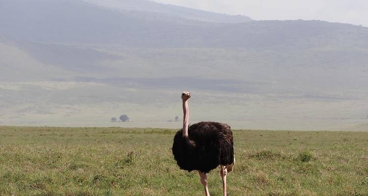 Manyara, Serengeti, Ngorongo, Tarangire - Kilimanjaro Safari Experience 1