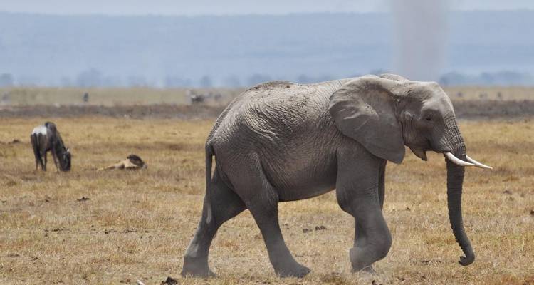 Manyara, Serengeti, Ngorongo, Tarangire - Kilimanjaro Safari Experience 9