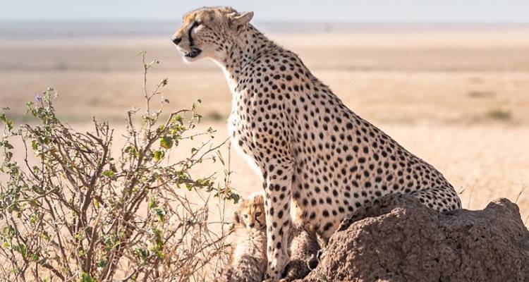 Manyara, Serengeti, Ngorongo, Tarangire - Kilimanjaro Safari Experience 10