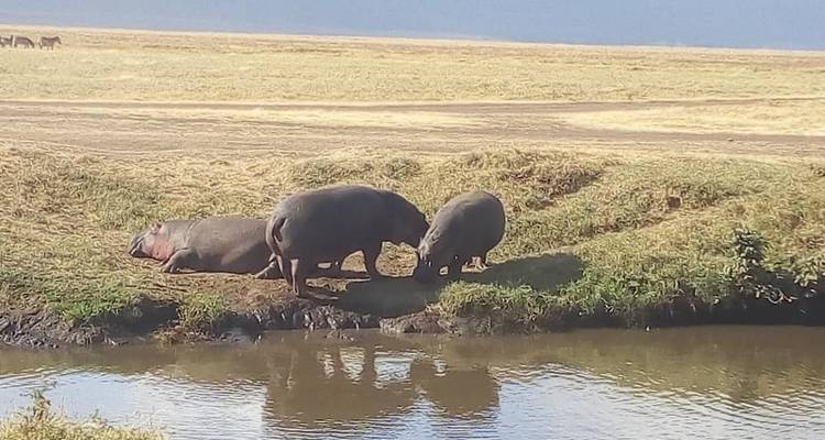 Manyara, Serengeti, Ngorongo, Tarangire - Kilimanjaro Safari Experience 8