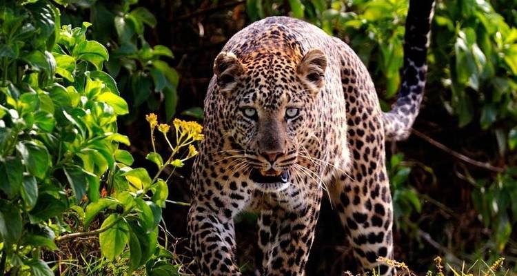Kenya Tanzania and Zanzibar Safari + Beach - Africa Venture Safaris 4