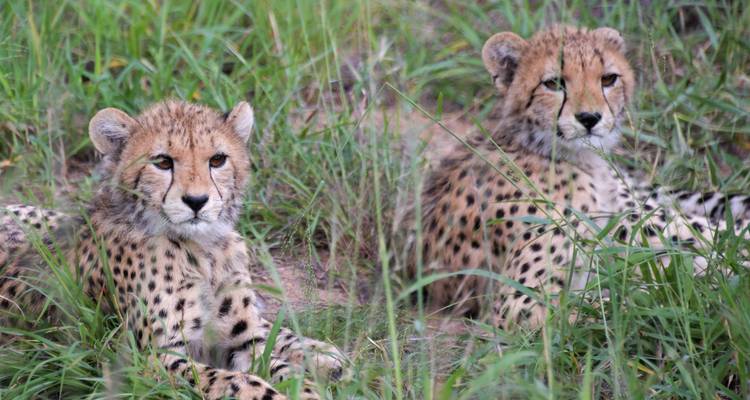 Kenya Tanzania and Zanzibar Safari + Beach - Africa Venture Safaris 3