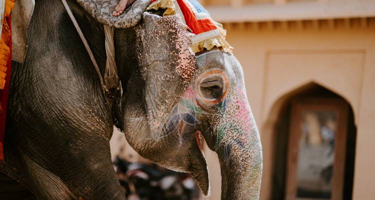 Elephant decorated with colorful patterns for a festival.