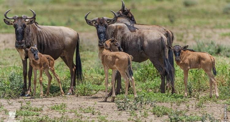 9 Days Tanzania Wildebeest Migration Calving Season  Package - Kiriwe Travel And Trekking Safaris Ltd 2