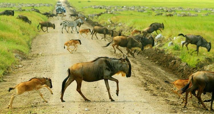 9 Days Tanzania Wildebeest Migration Calving Season  Package - Kiriwe Travel And Trekking Safaris Ltd 6
