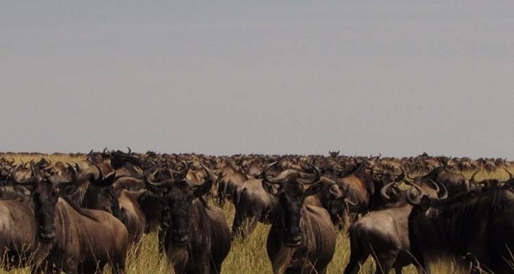 9 Days Tanzania Wildebeest Migration Calving Season  Package - Kiriwe Travel And Trekking Safaris Ltd 9
