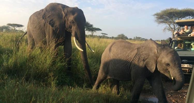 9 Days Tanzania Wildebeest Migration Calving Season  Package - Kiriwe Travel And Trekking Safaris Ltd 7
