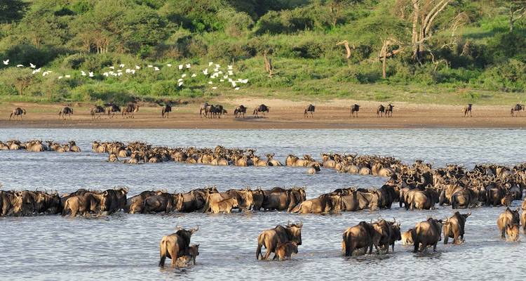 9 Days Tanzania Wildebeest Migration Calving Season  Package - Kiriwe Travel And Trekking Safaris Ltd 10