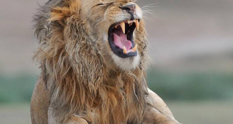 Forfait de 9 jours pour la migration des gnous en Tanzanie pendant la saison de mise bas - Kiriwe Travel And Trekking Safaris Ltd 10