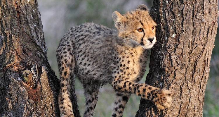 Safari de 9 días por el parto de la Gran Migración de Ñus - Kiriwe Travel And Trekking Safaris Ltd 6