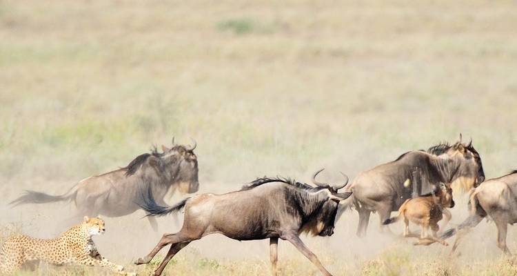 Safari de 9 días por el parto de la Gran Migración de Ñus - Kiriwe Travel And Trekking Safaris Ltd 7