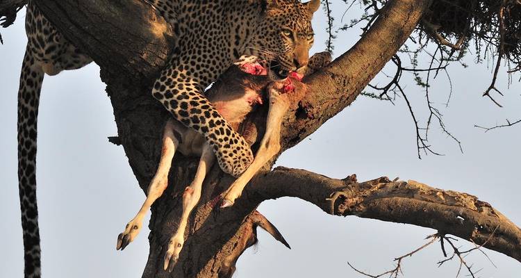 Safari de 9 días por el parto de la Gran Migración de Ñus - Kiriwe Travel And Trekking Safaris Ltd 8