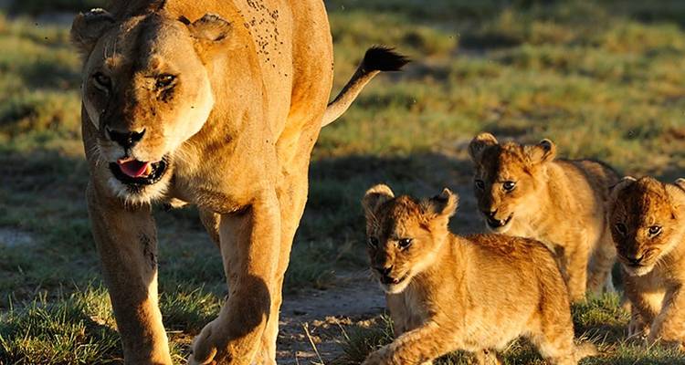Safari de 9 días por el parto de la Gran Migración de Ñus - Kiriwe Travel And Trekking Safaris Ltd 9