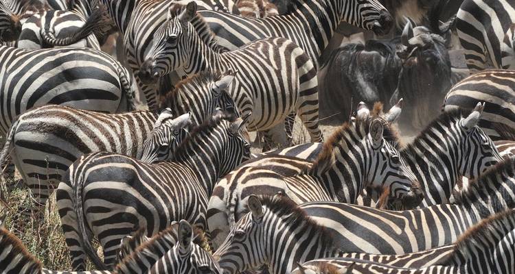 Safari de 9 días por el parto de la Gran Migración de Ñus - Kiriwe Travel And Trekking Safaris Ltd 10
