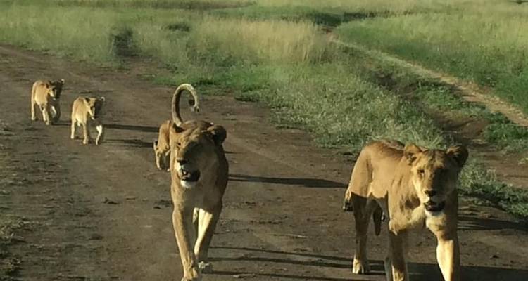 9 Days Tanzania Wildebeest Migration Calving Season  Package - Kiriwe Travel And Trekking Safaris Ltd 8