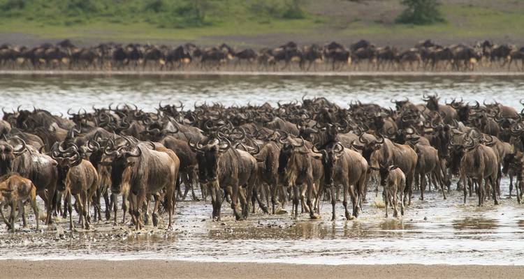 9 Days Tanzania Wildebeest Migration Calving Season  Package - Kiriwe Travel And Trekking Safaris Ltd 3