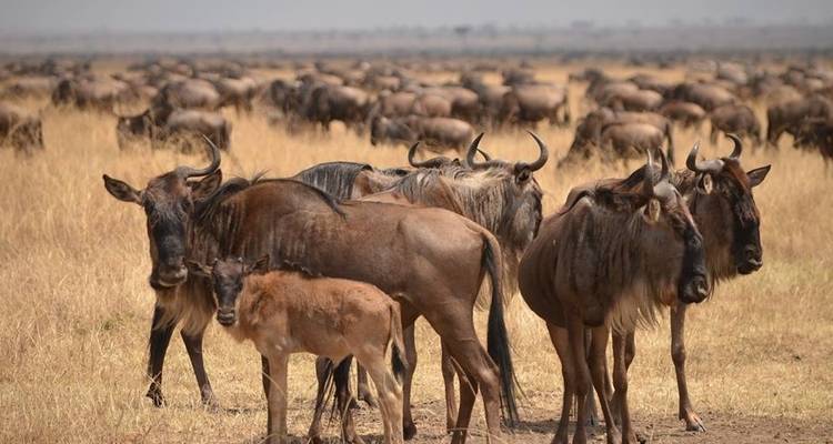 9 Days Tanzania Wildebeest Migration Calving Season  Package - Kiriwe Travel And Trekking Safaris Ltd 4