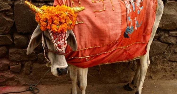 Desde Delhi: excursión de 4 días por el triángulo de oro Delhi - Agra y Jaipur - India Arrivals Tours 8