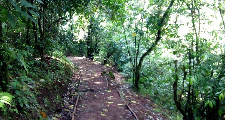 Mt. Kilimanjaro 1 Day Hike - Marangu Treks 2