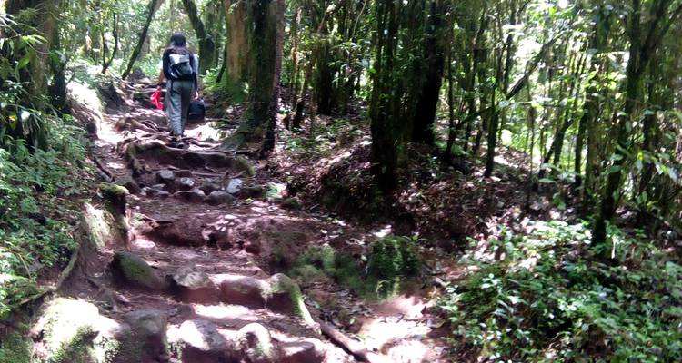 Mt. Kilimanjaro 1 Day Hike - Marangu Treks 8