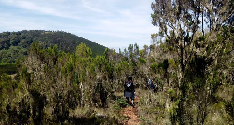 Mt. Kilimanjaro 1 Day Hike - Marangu Treks 10