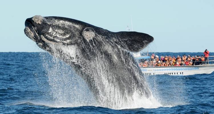 Puerto Madryn, Patagonia atlántica. pingüinos y ballenas - 3 noches - Hi Travel Argentina 1