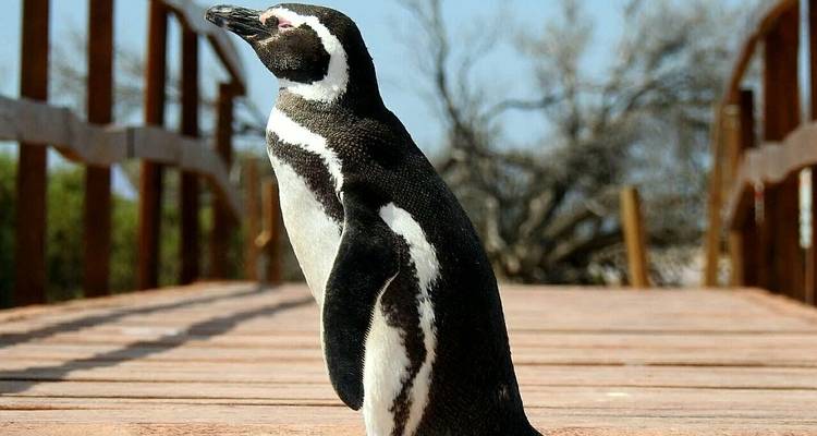 Puerto Madryn, Patagonia atlántica. pingüinos y ballenas - 3 noches - Hi Travel Argentina 2