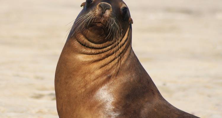 Puerto Madryn, Patagonia atlántica. pingüinos y ballenas - 3 noches - Hi Travel Argentina 3