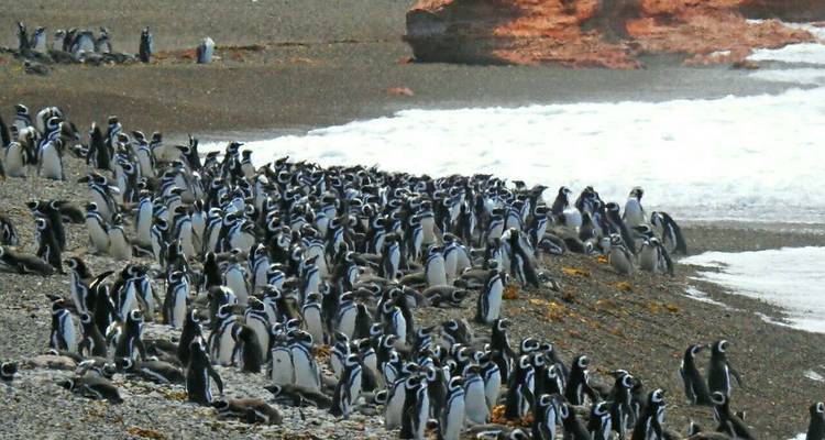 Puerto Madryn, Patagonia atlántica. pingüinos y ballenas - 3 noches - Hi Travel Argentina 4