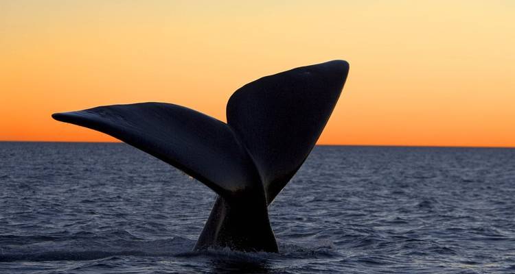 Puerto Madryn, Patagonia atlántica. pingüinos y ballenas - 3 noches - Hi Travel Argentina 6