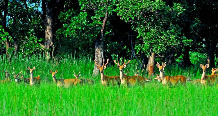 Chitwan National Park - Holy Mountain Treks 2