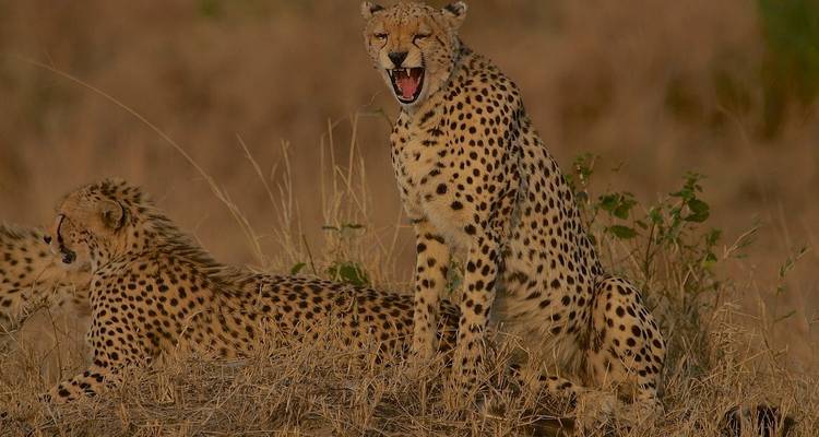 Safari exceptionnel dans les parcs de Masai Mara, Nakuru, Naivasha et Samburu, avec accueil gratuit à l'aéroport et hébergement pour la première nuit dans un hôtel After 40 à Nairobi - 7 jours - Perfect Safari Africa tours and safaris 9